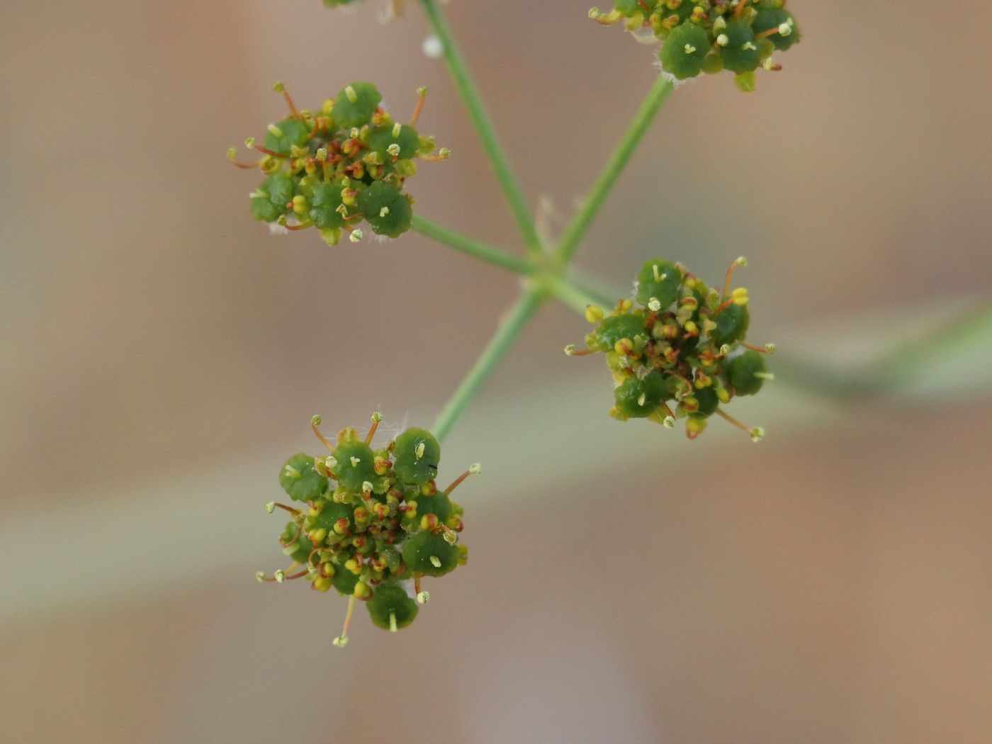 Image of Prangos ammophila specimen.