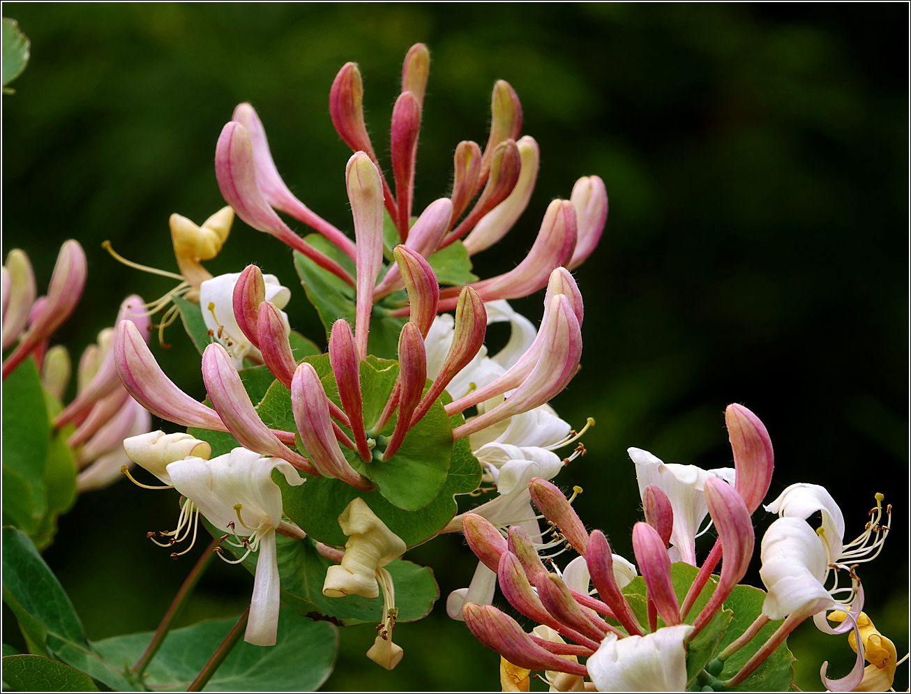 Image of Lonicera caprifolium specimen.