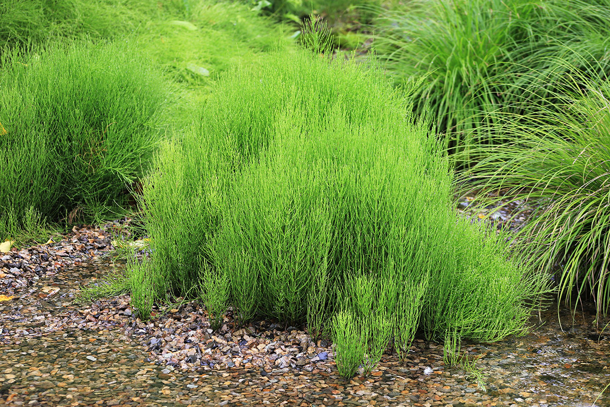 Image of Equisetum arvense specimen.