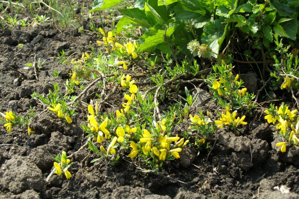 Image of Genista scythica specimen.