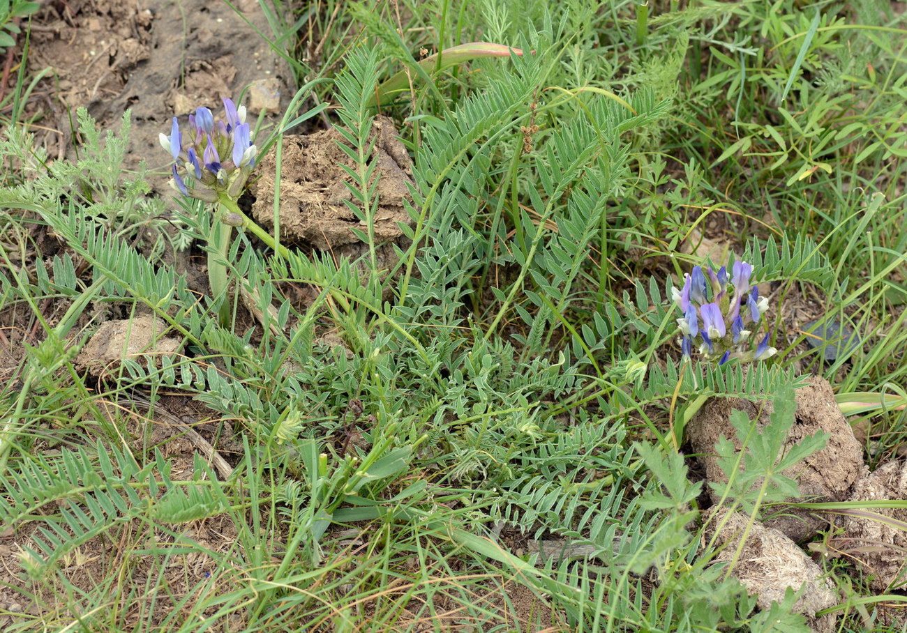 Image of Astragalus kurdaicus specimen.