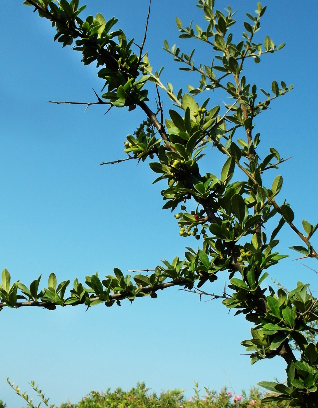 Изображение особи Pyracantha coccinea.