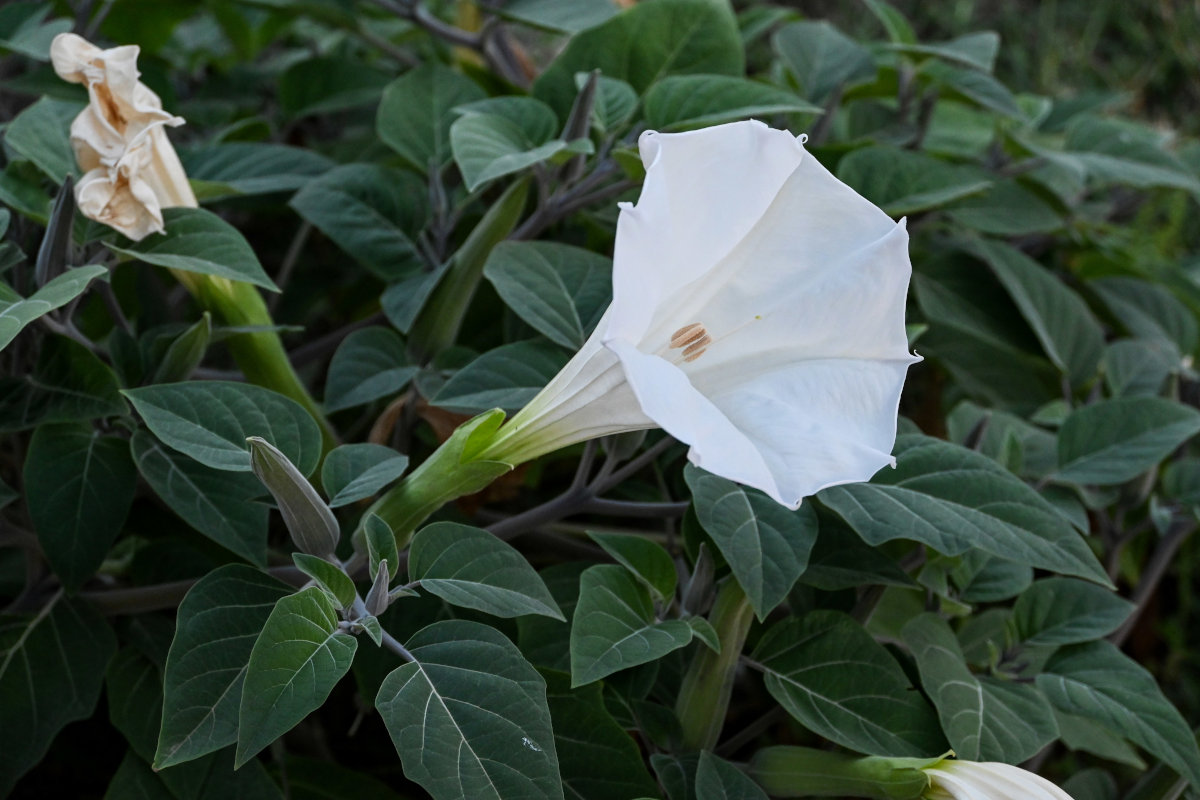 Изображение особи Datura innoxia.