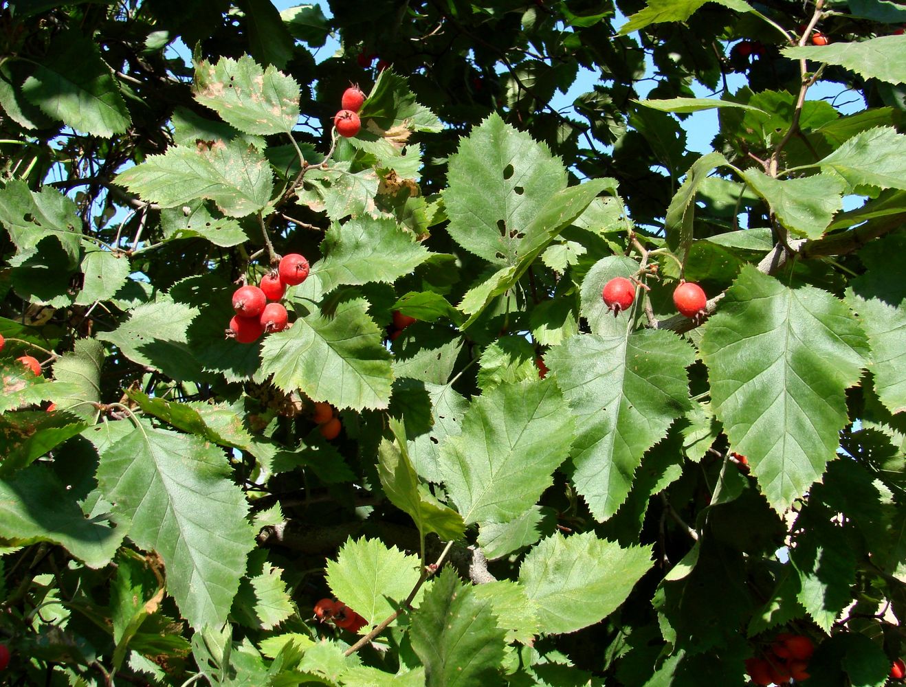 Image of genus Crataegus specimen.