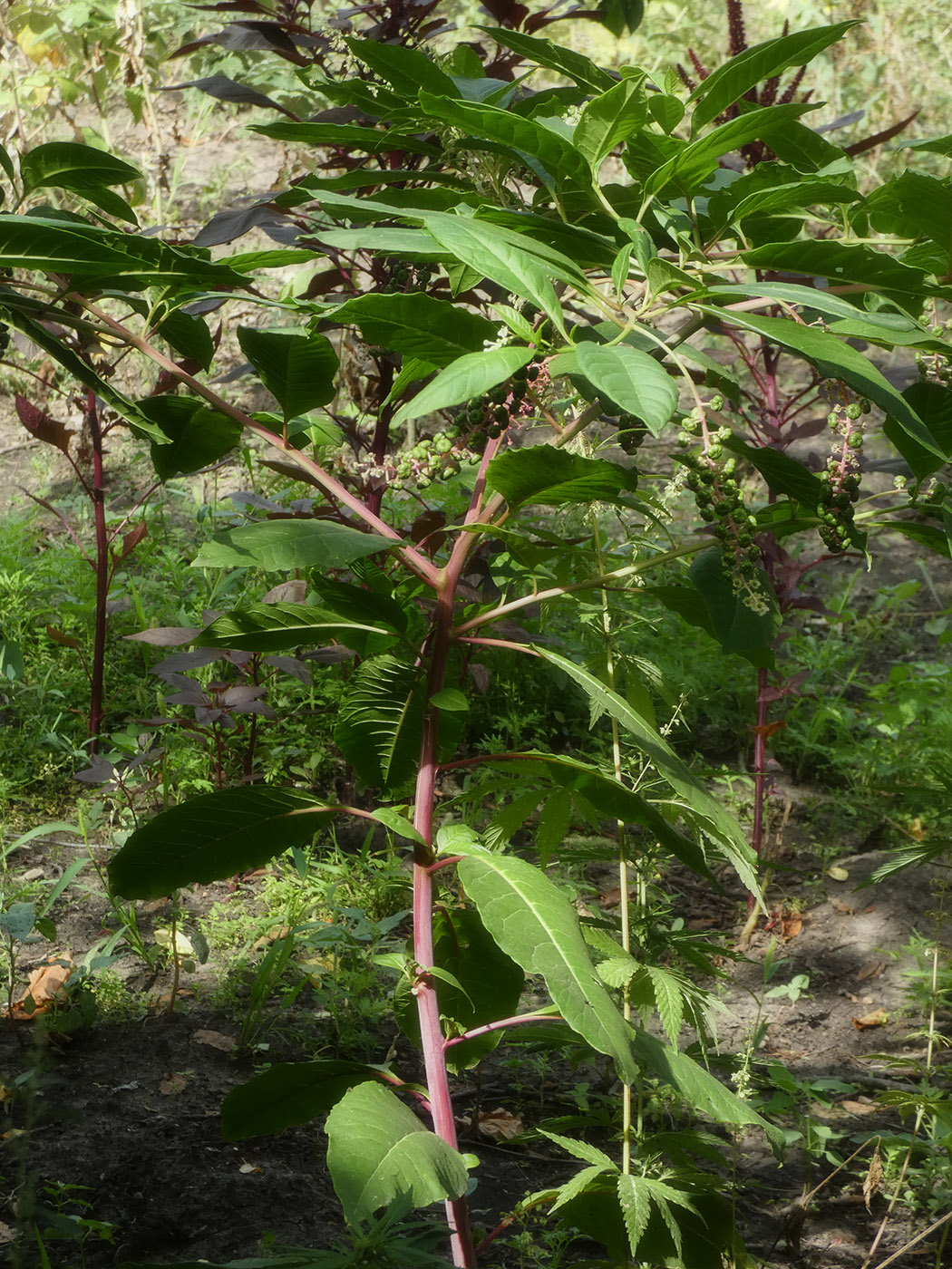 Image of Phytolacca acinosa specimen.