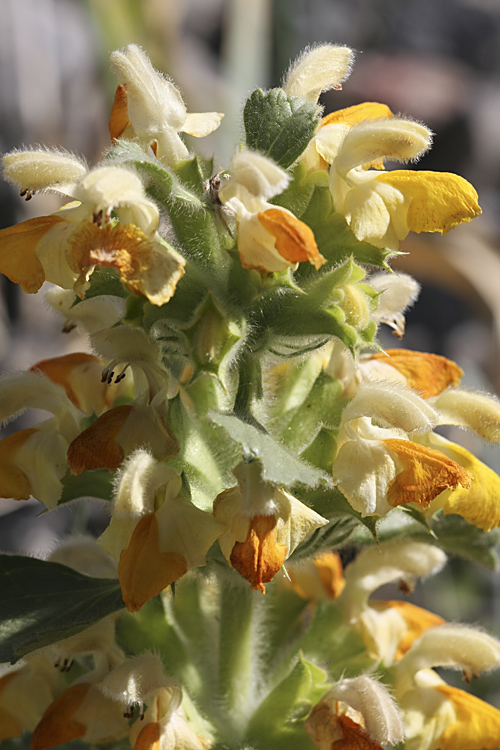 Image of Phlomoides tianschanica specimen.