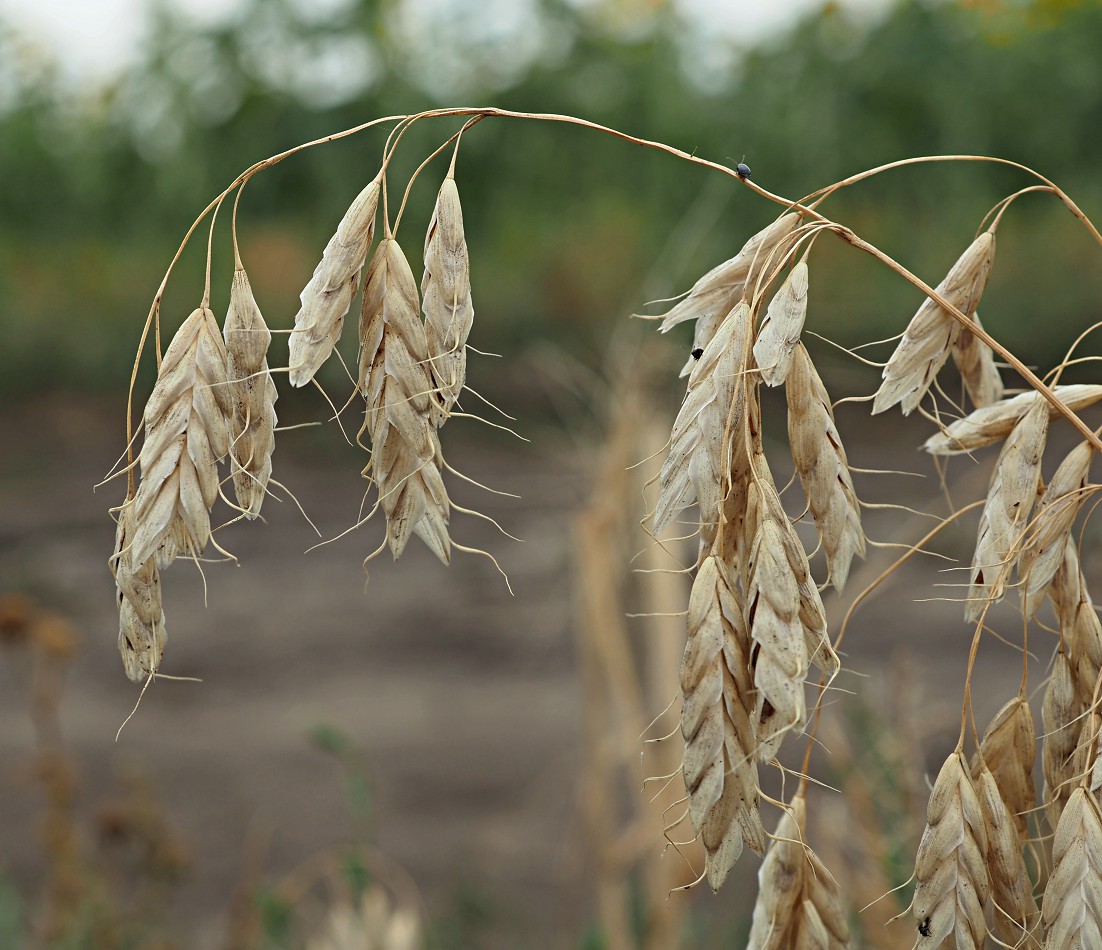 Image of Bromus squarrosus specimen.