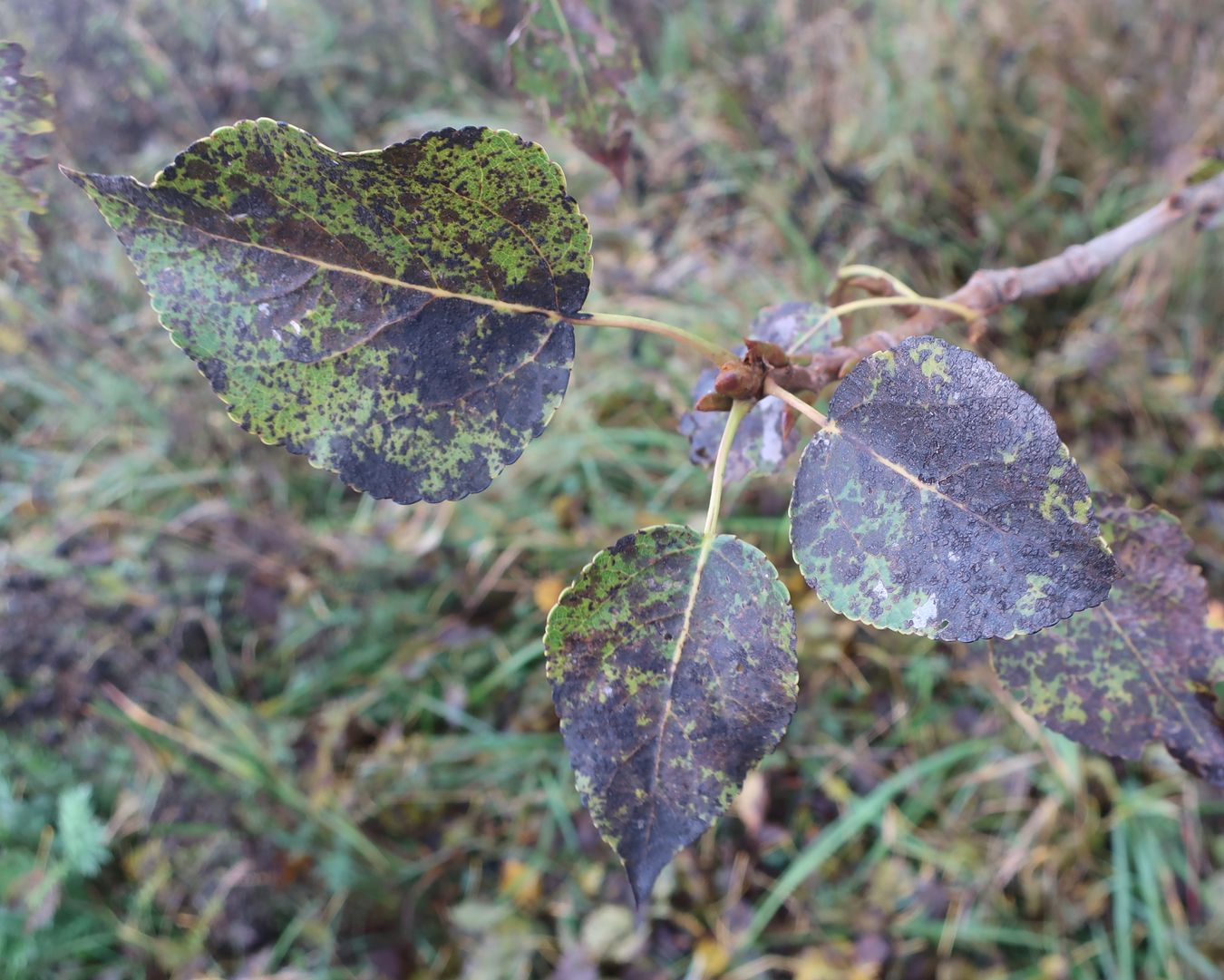 Изображение особи Populus &times; berolinensis.