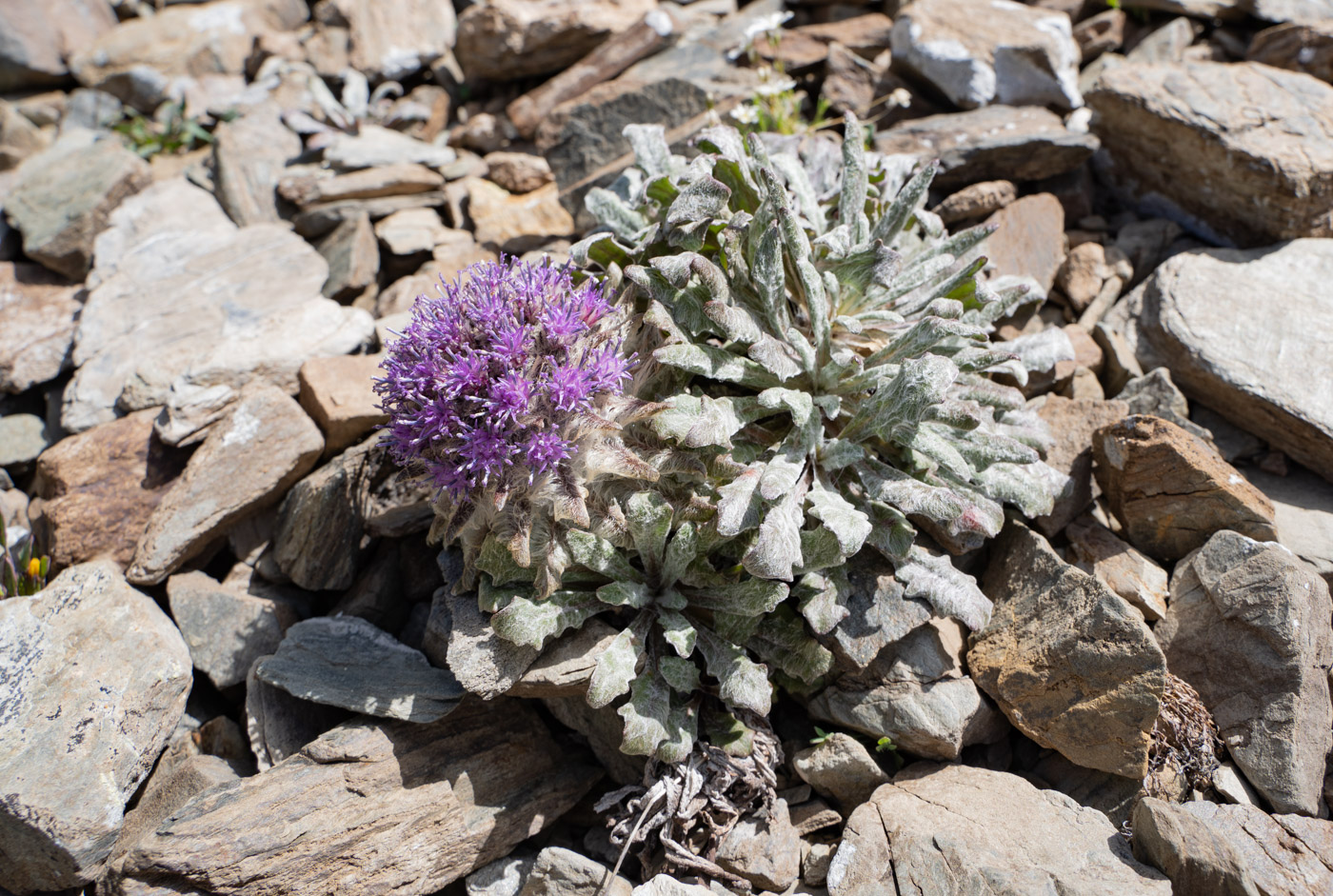 Image of Saussurea glacialis specimen.