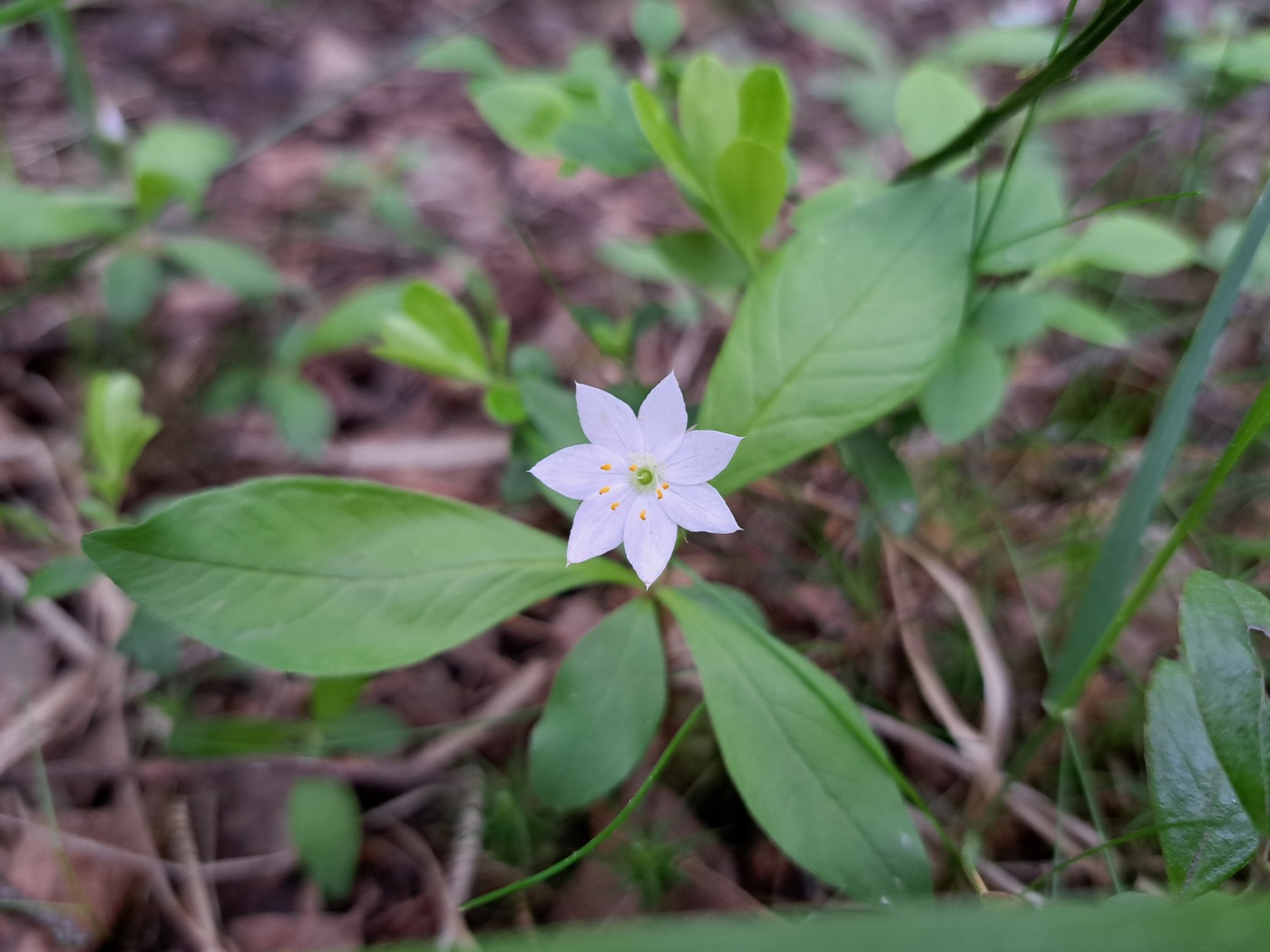 Изображение особи Trientalis europaea.