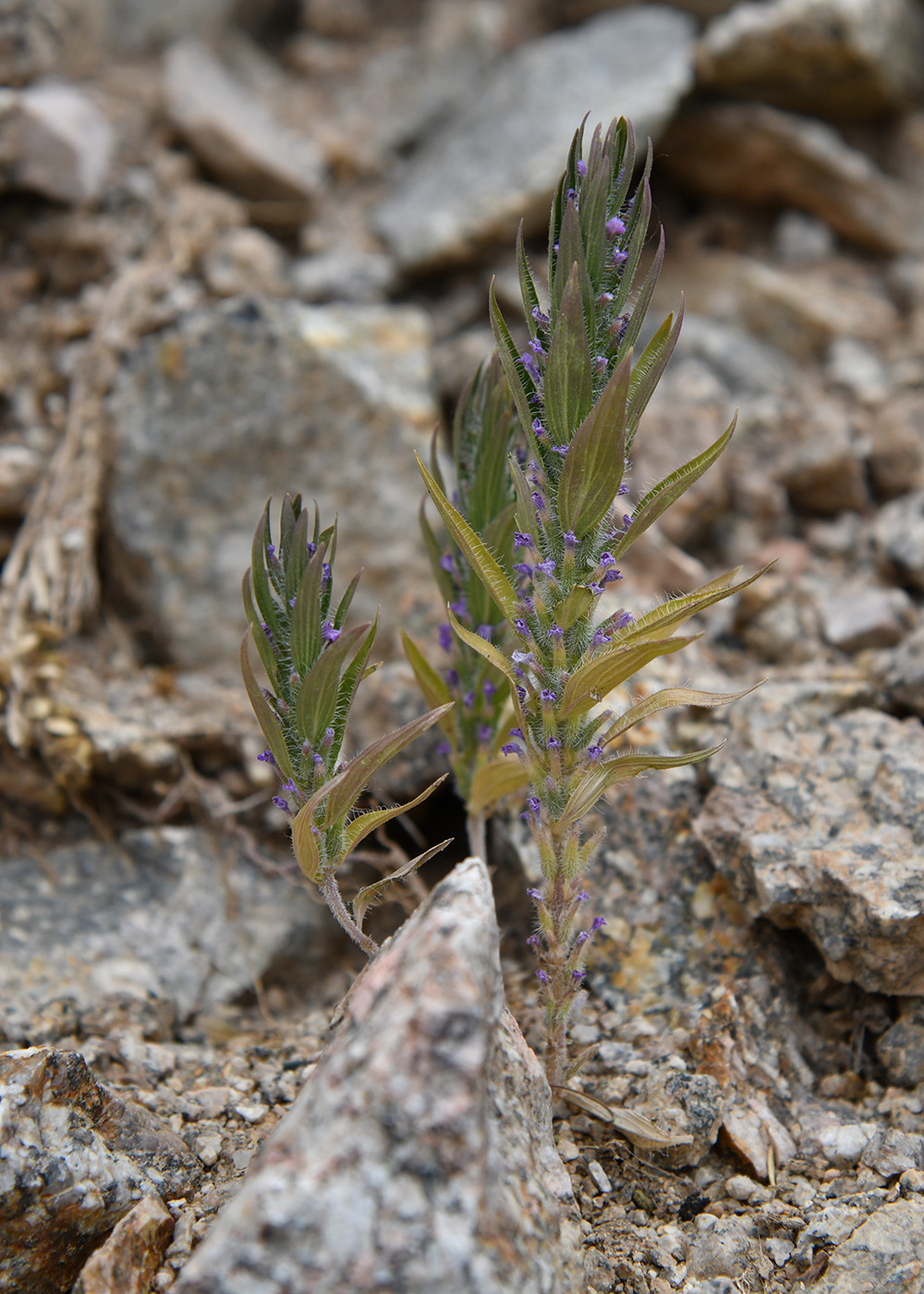 Image of Ziziphora tenuior specimen.