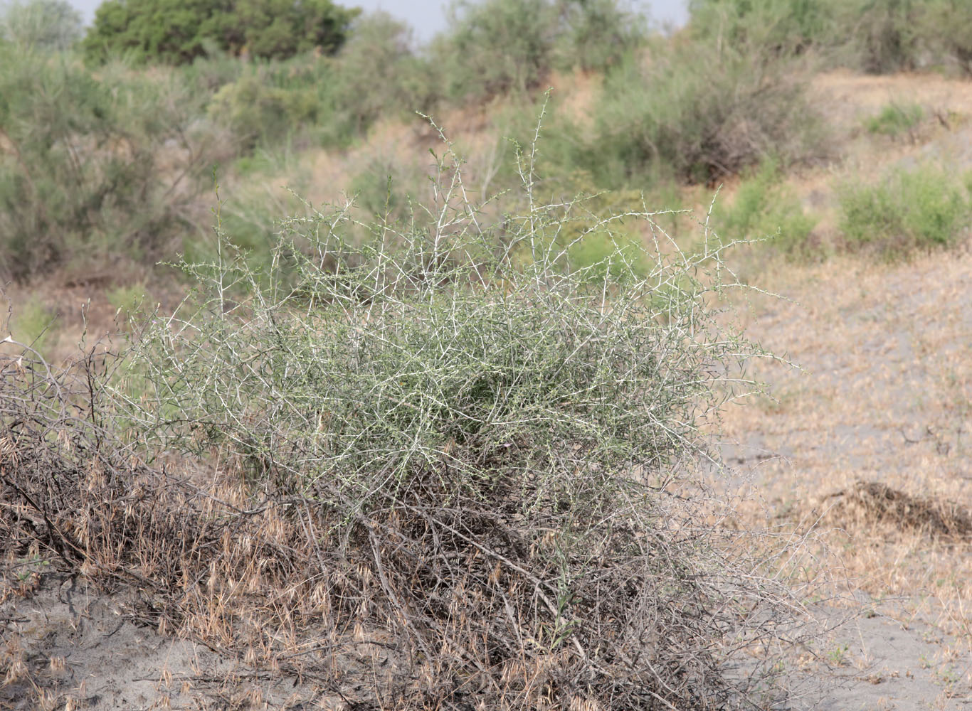 Image of Salsola arbuscula specimen.