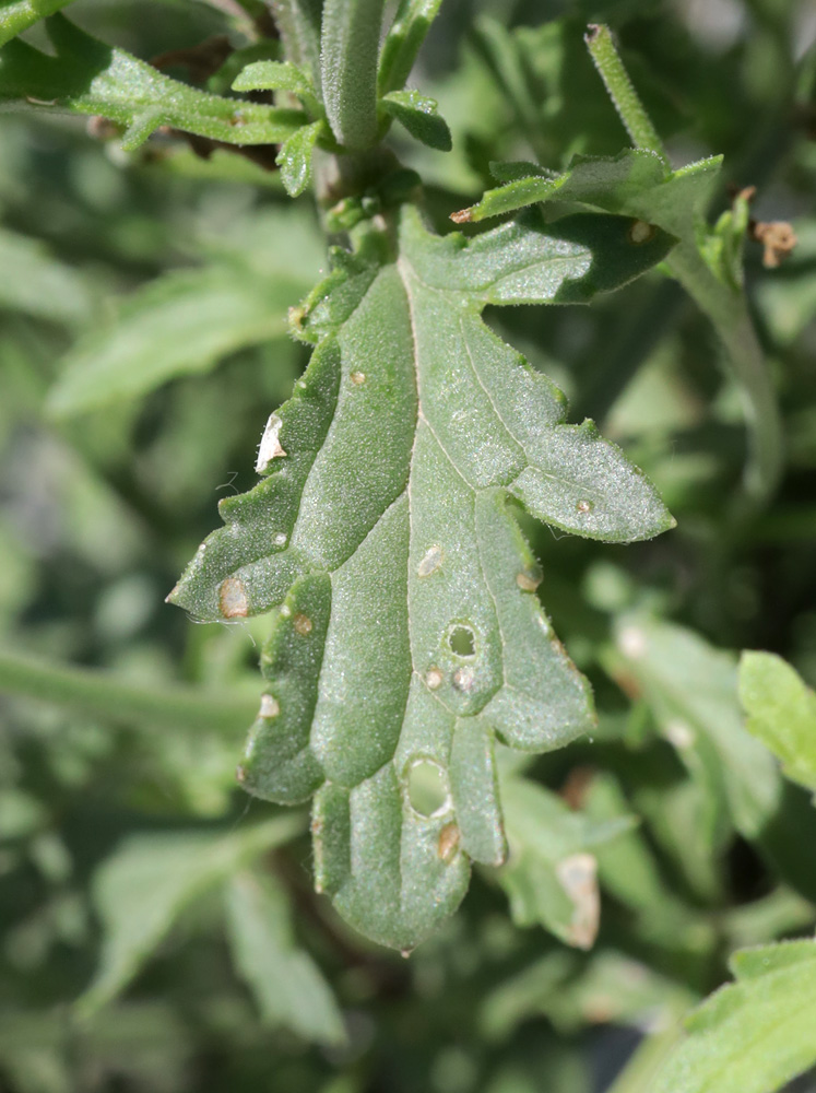 Изображение особи Scrophularia rupestris.