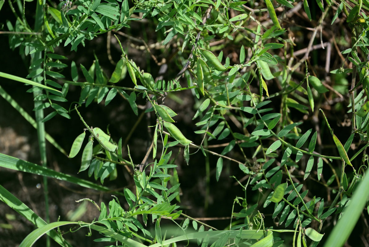 Image of Vicia cracca specimen.