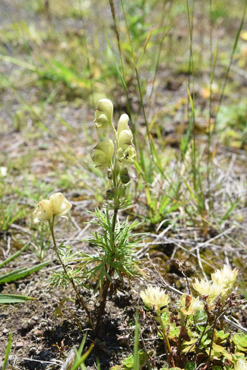 Image of Aconitum confertiflorum specimen.