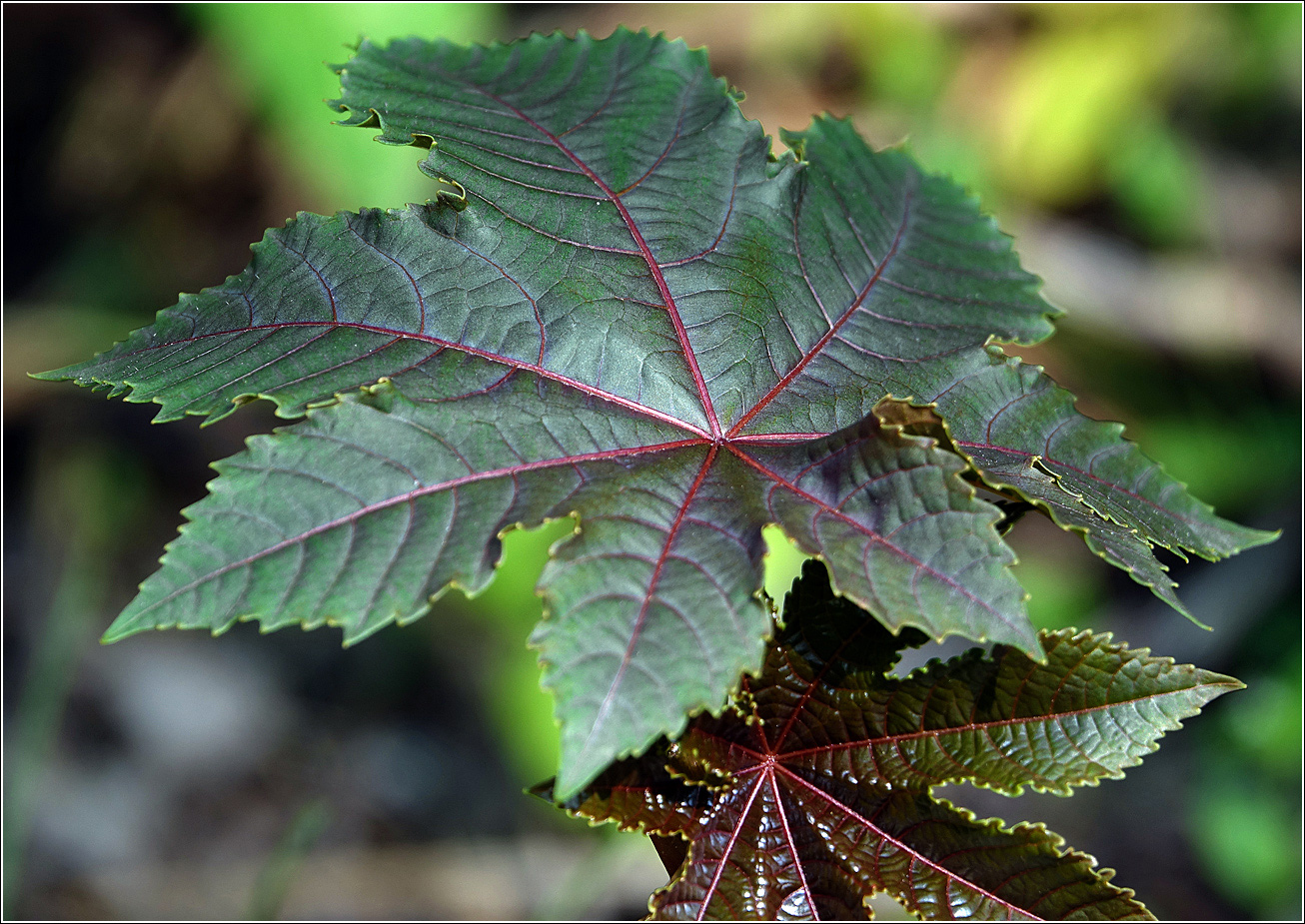 Image of Ricinus communis specimen.