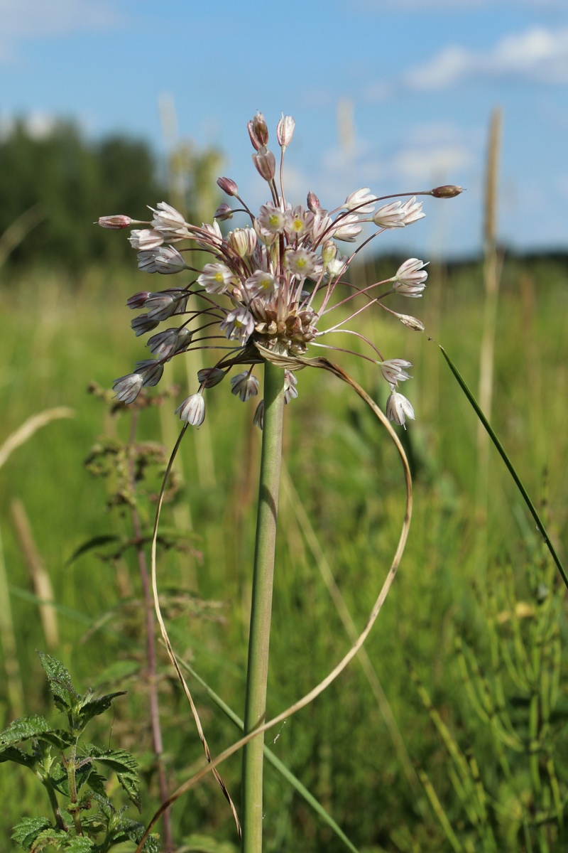 Изображение особи Allium oleraceum.