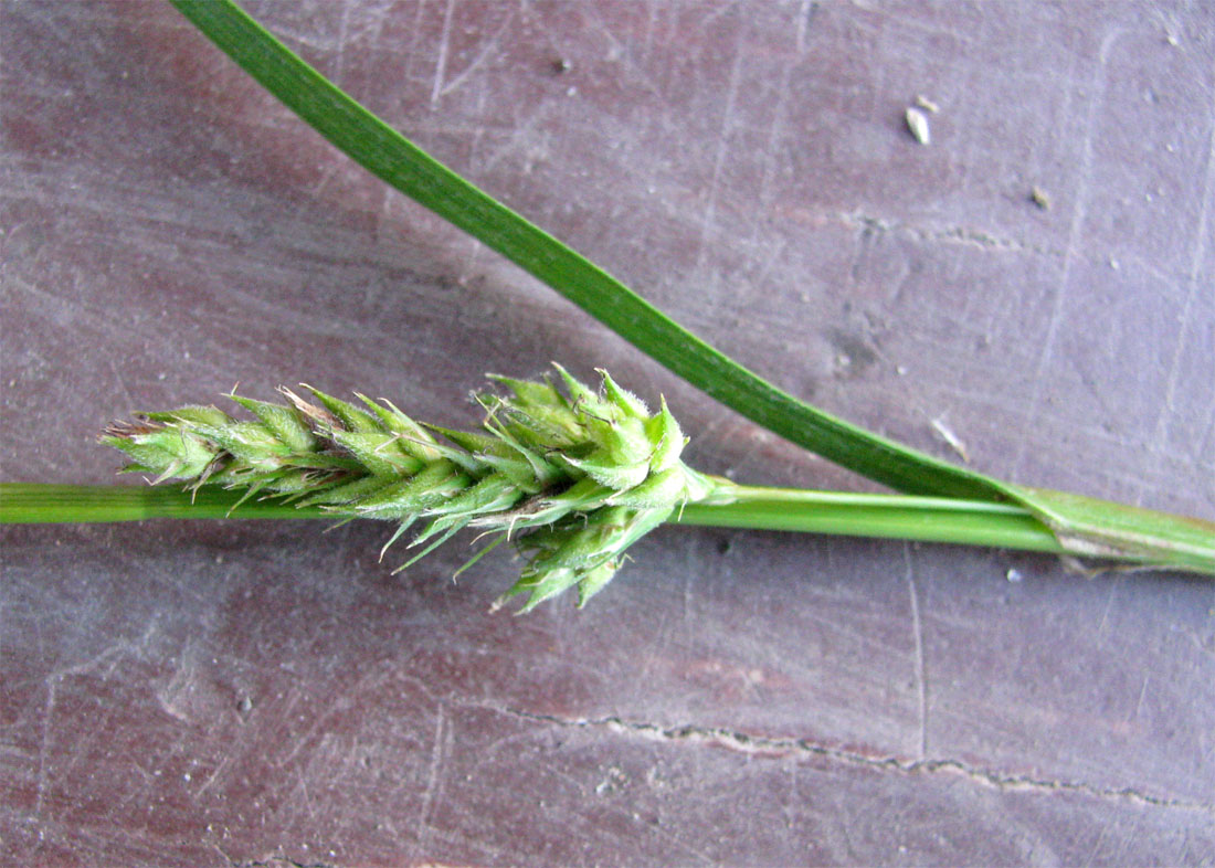 Image of Carex hirta specimen.