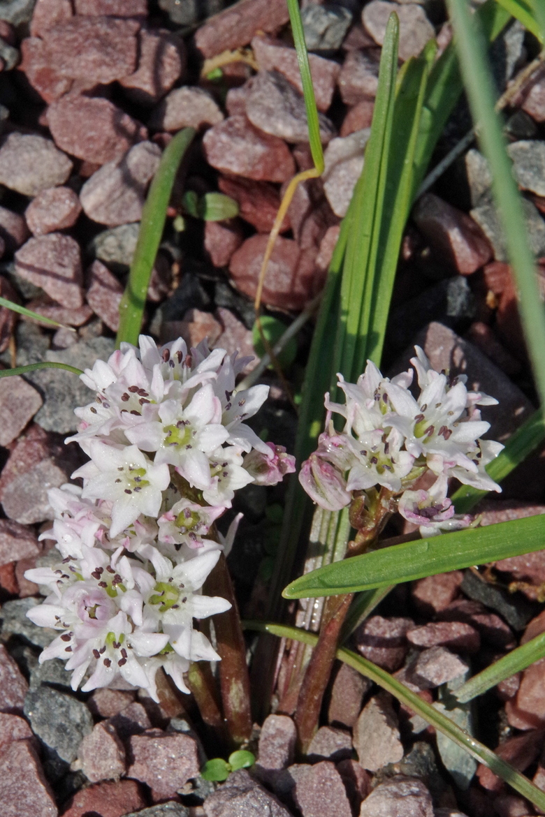 Image of Brimeura fastigiata specimen.