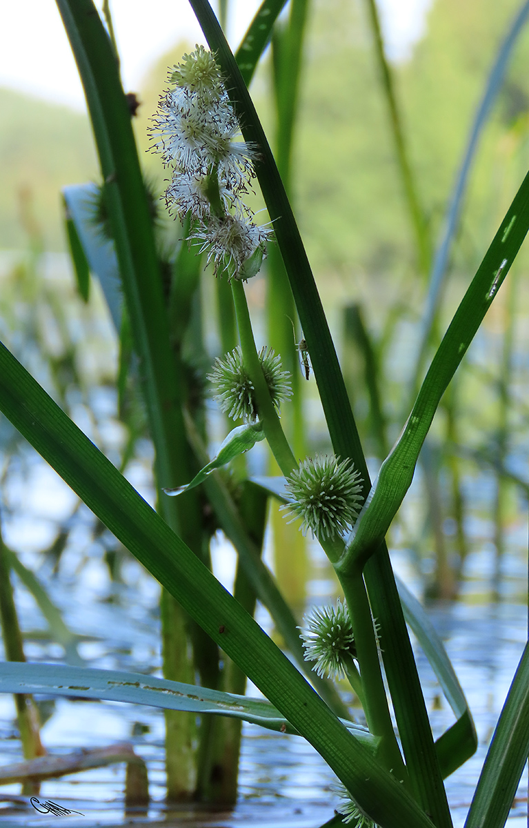 Image of Sparganium emersum specimen.