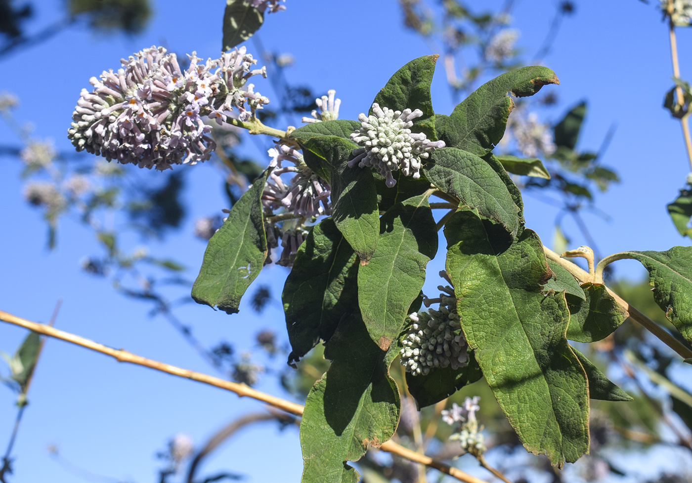 Image of genus Buddleja specimen.