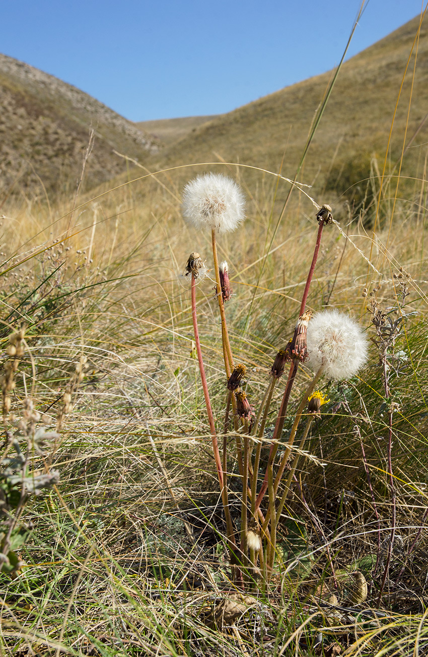 Изображение особи Taraxacum serotinum.