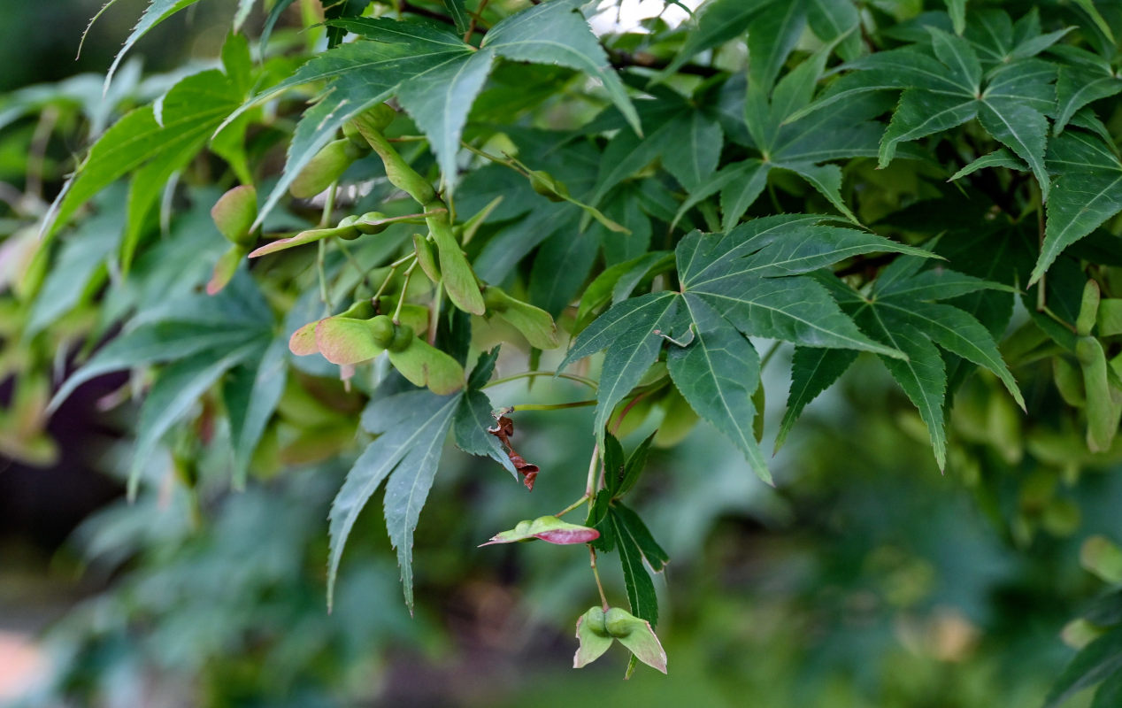 Image of Acer palmatum specimen.