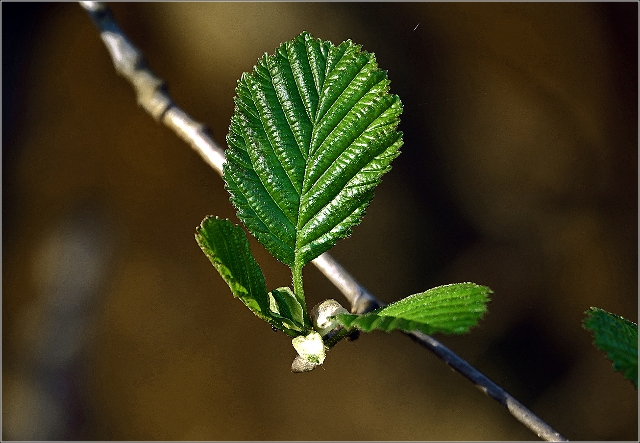 Image of Alnus glutinosa specimen.