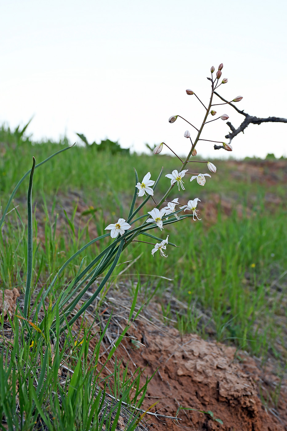 Image of Eremurus baissunensis specimen.