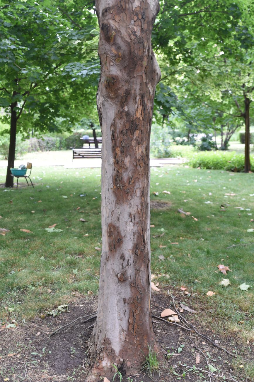 Image of genus Platanus specimen.