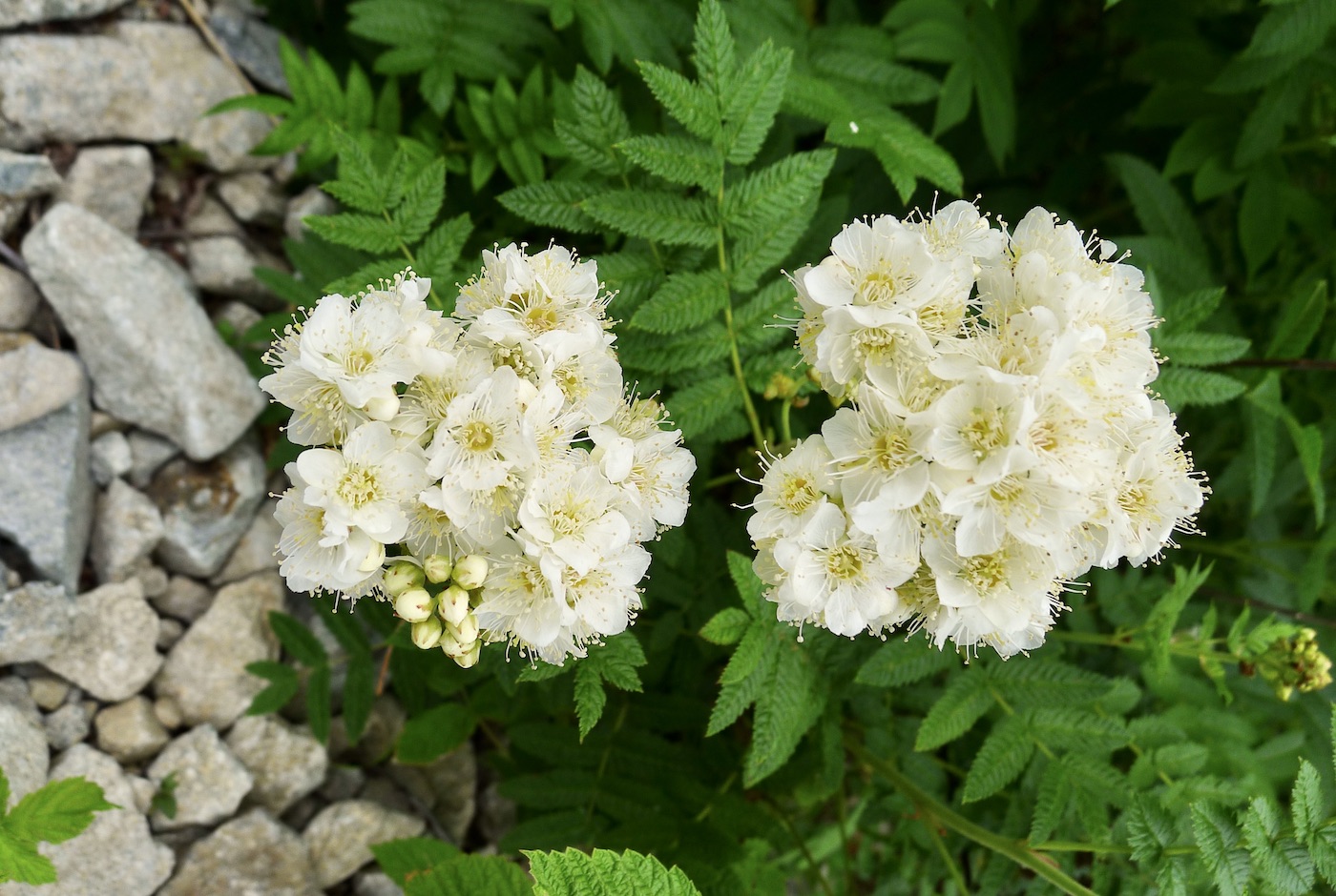 Image of Sorbaria rhoifolia specimen.