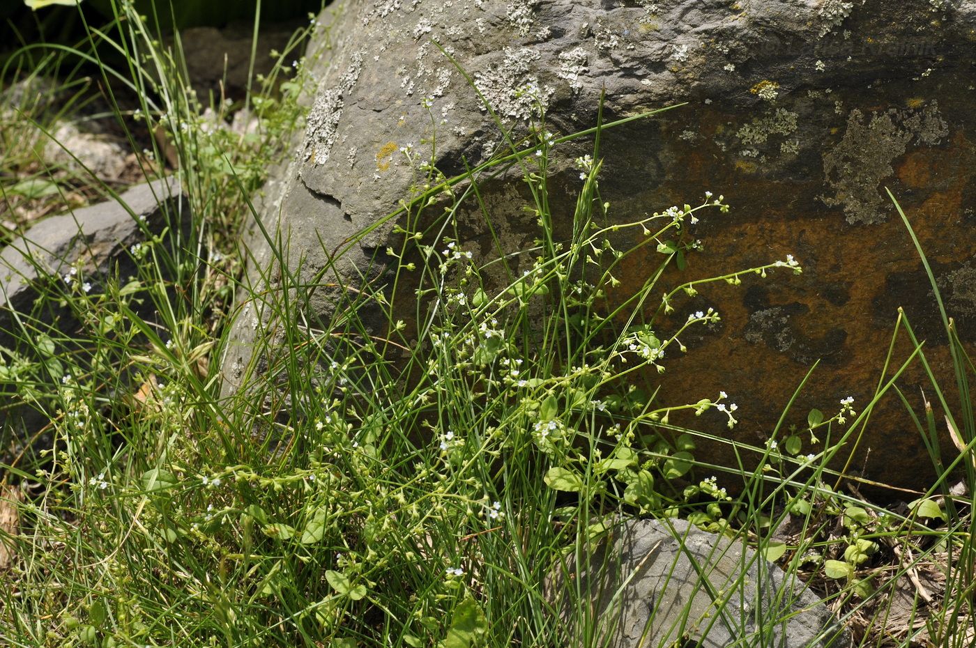 Image of Trigonotis peduncularis specimen.