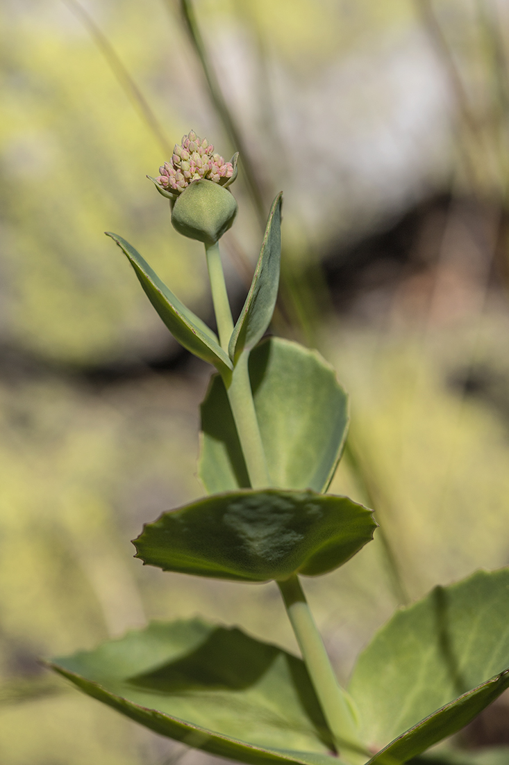 Изображение особи Hylotelephium caucasicum.