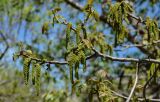 Juglans regia. Верхушка ветви с соцветиями. Армения, Вайоц Дзор, ущелье р. Арпа, каменистый склон. 03.05.2013.