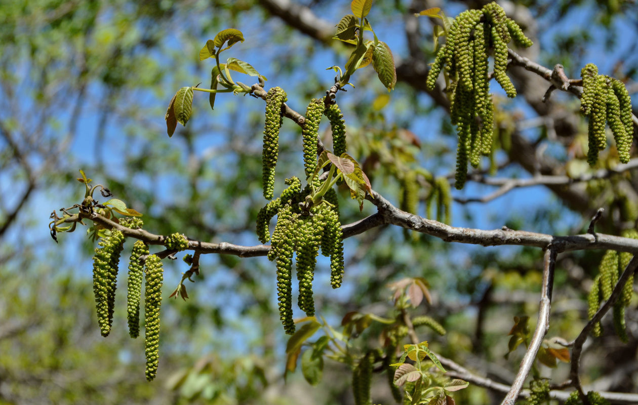 Изображение особи Juglans regia.