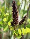 Amorpha fruticosa. Соцветие. Краснодарский край, Темрюкский р-н, окр. станицы Голубицкая, берег Азовского моря, песчано-ракушечный пляж, частично заросший. 09.06.2021.