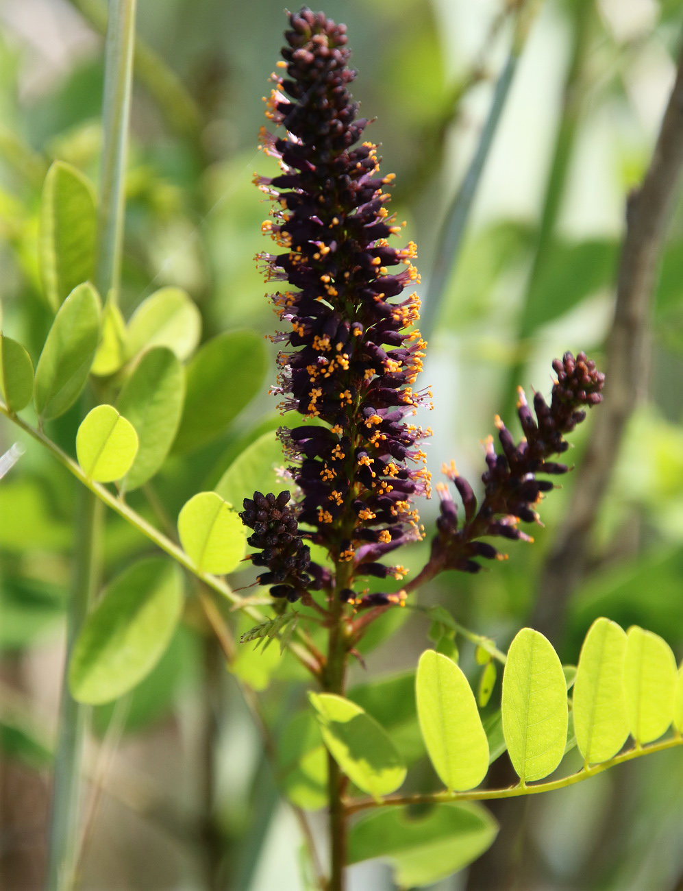 Image of Amorpha fruticosa specimen.