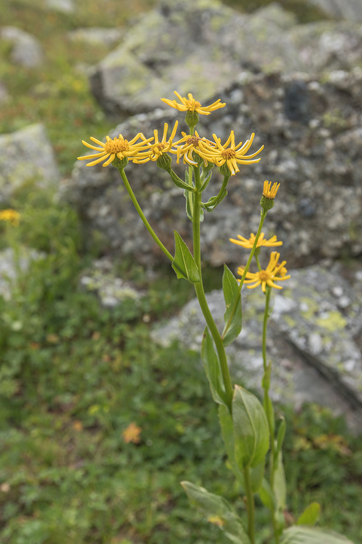 Изображение особи Senecio kolenatianus.