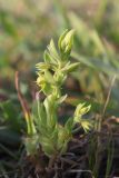 Asterolinon linum-stellatum. Плодоносящее растение. Крым, Севастополь, бух. Солёная, нарушенная петрофитная степь. 12.04.2024.