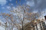 Albizia julibrissin