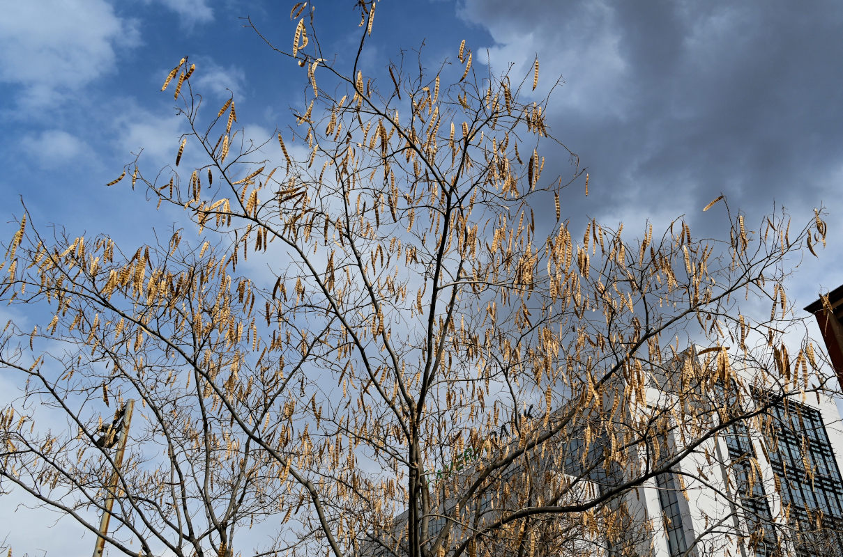 Image of Albizia julibrissin specimen.