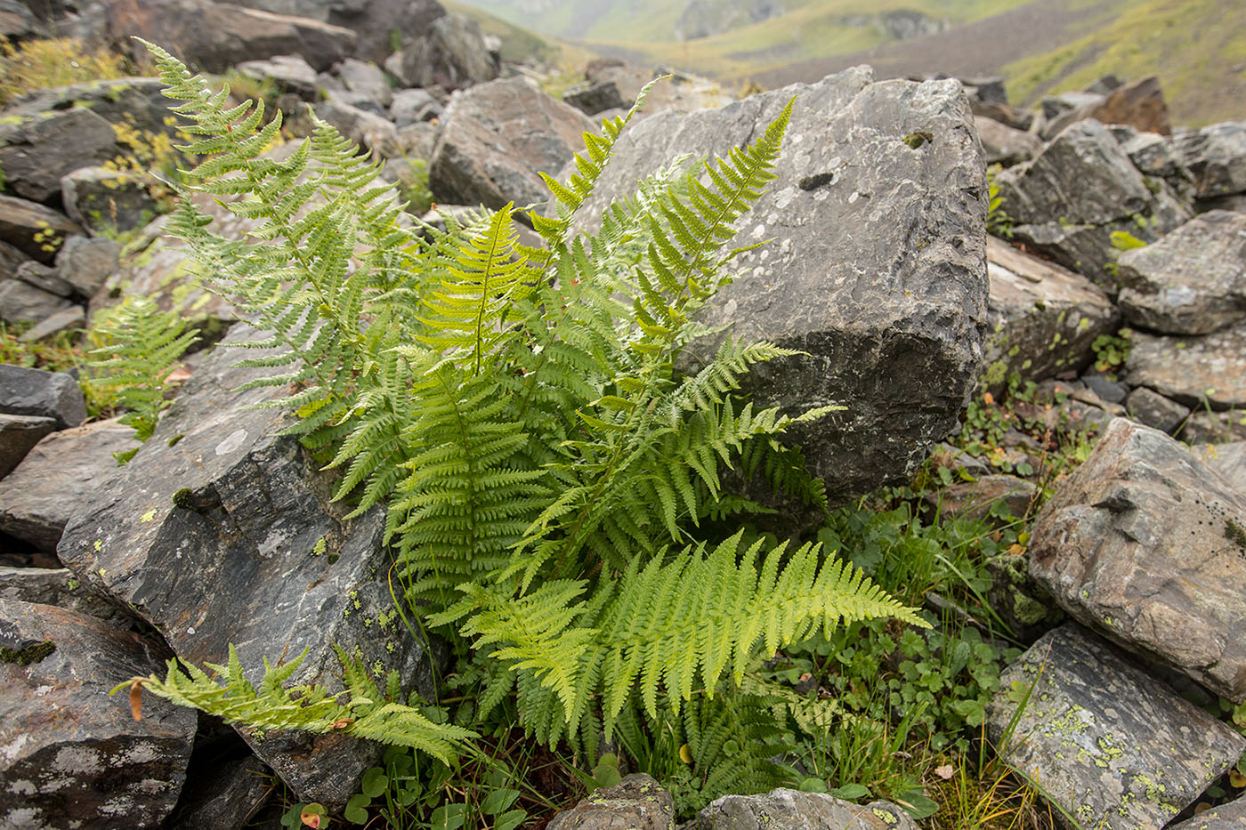 Image of Dryopteris oreades specimen.