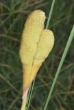 genus Typha. Аномальное женское соцветие. Узбекистан, Андижанская обл., Асакинский р-н, Асакинское лесное хозяйство, берег р. Аравансай. 12.07.2021.