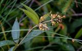 Lysimachia vulgaris. Верхушка побега с соплодием. Московская обл., Дмитровский гор. округ, берег оз. Свиное, смешанный лес. 21.07.2024.