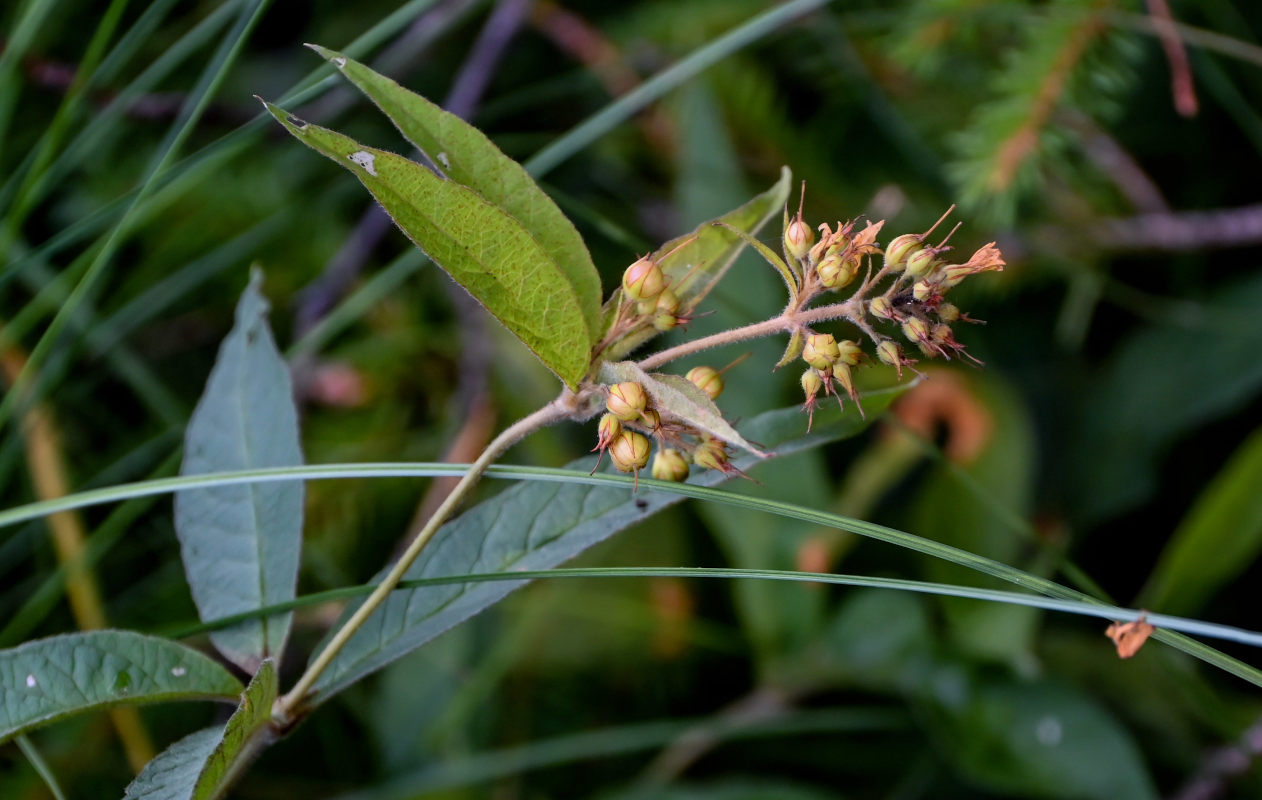 Изображение особи Lysimachia vulgaris.