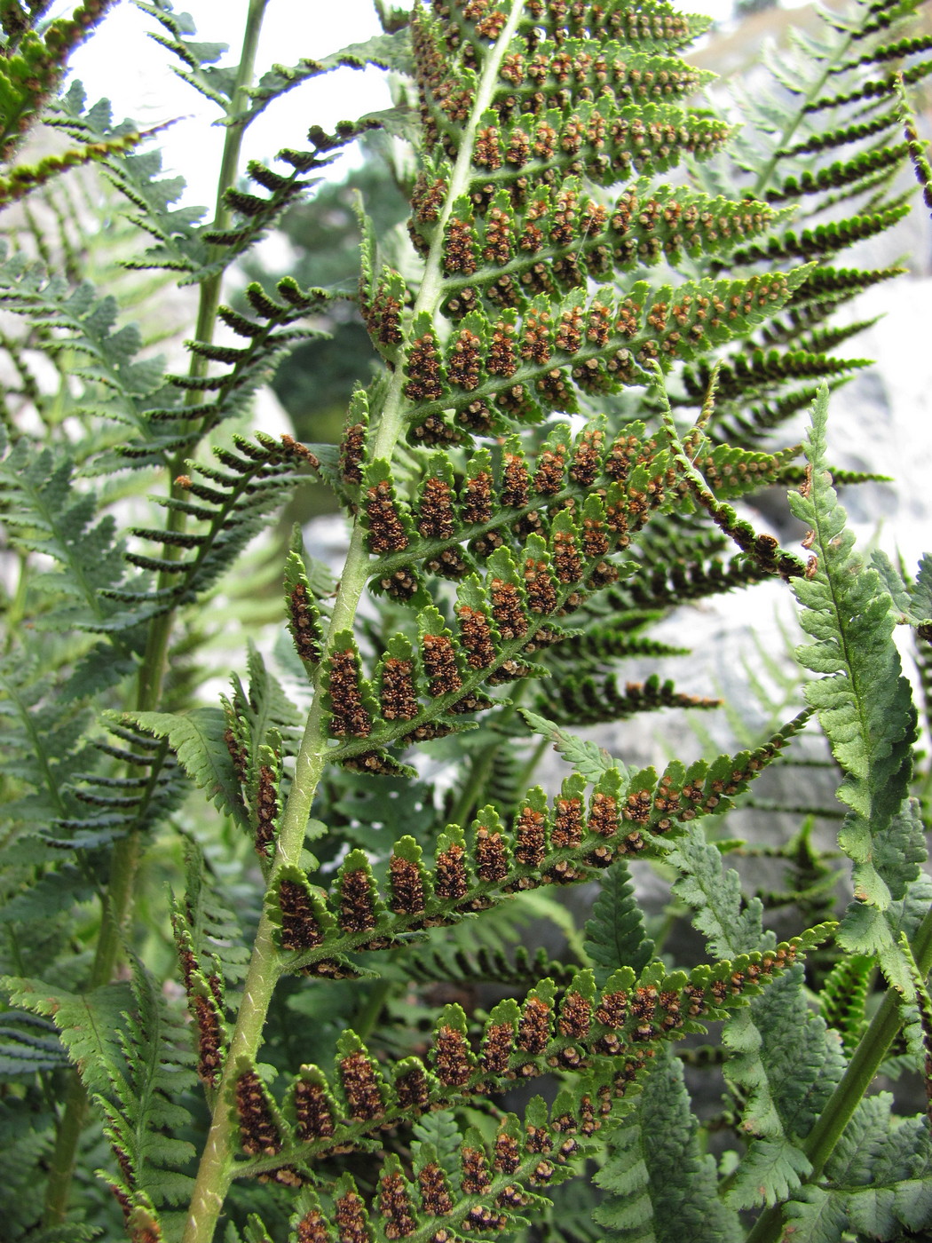 Image of Dryopteris villarii specimen.