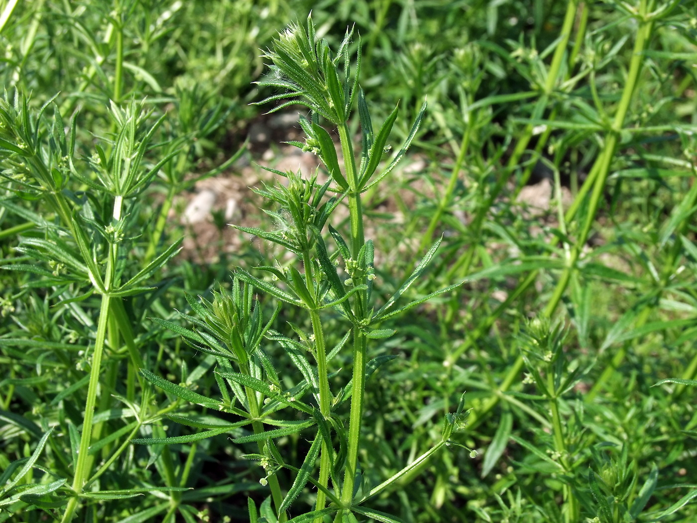 Image of Galium vaillantii specimen.