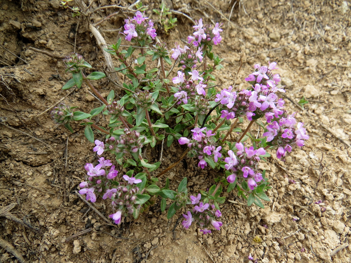 Изображение особи Thymus karatavicus.