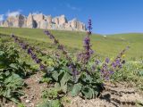 Salvia verticillata. Цветущее растение. Кабардино-Балкария, Черекский р-н, окр. с/п Верхняя Балкария, окр. пер. Сев. Курноят, ≈ 2150 м н.у.м., субальпийский луг. 29.07.2024.