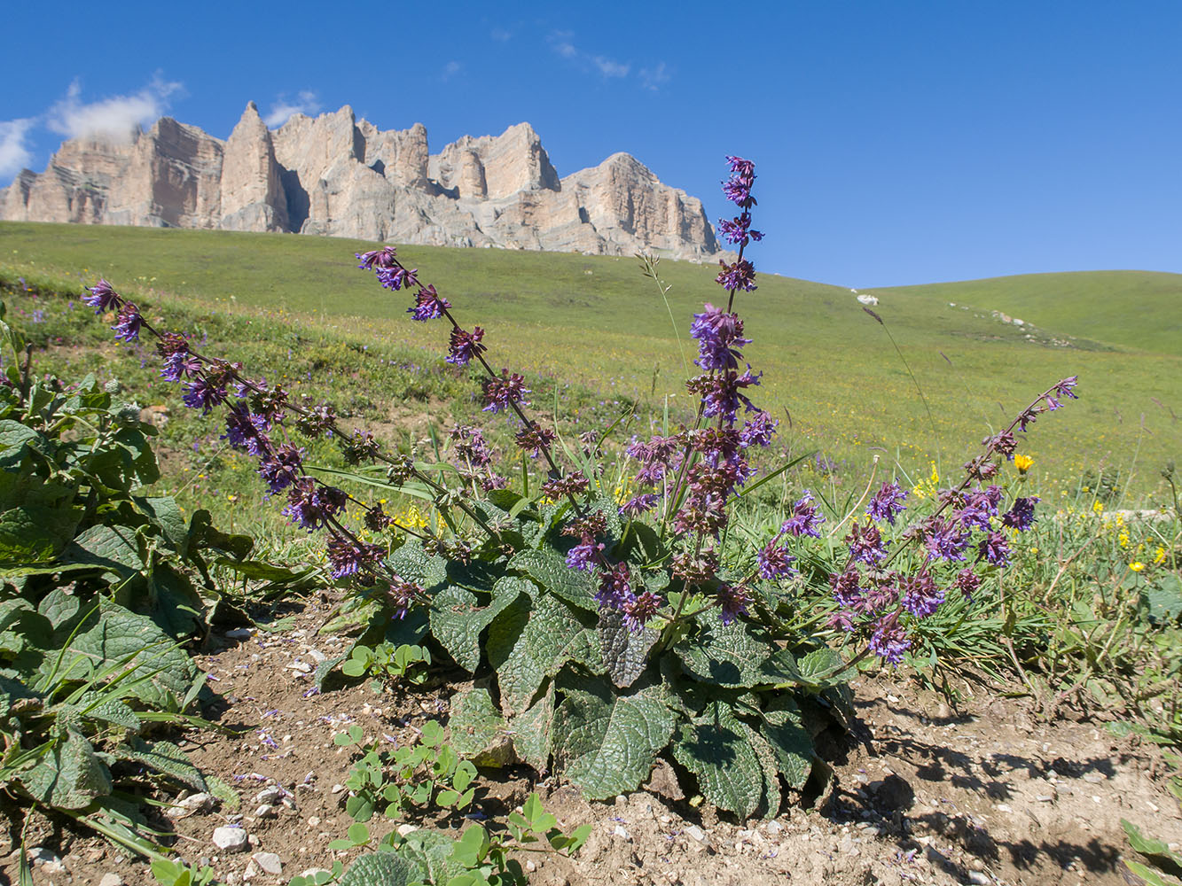 Image of Salvia verticillata specimen.